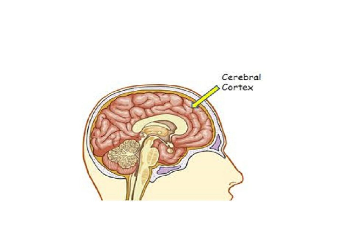 cerebralcortex